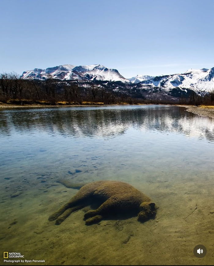 RIP. Real picture from National Geographic