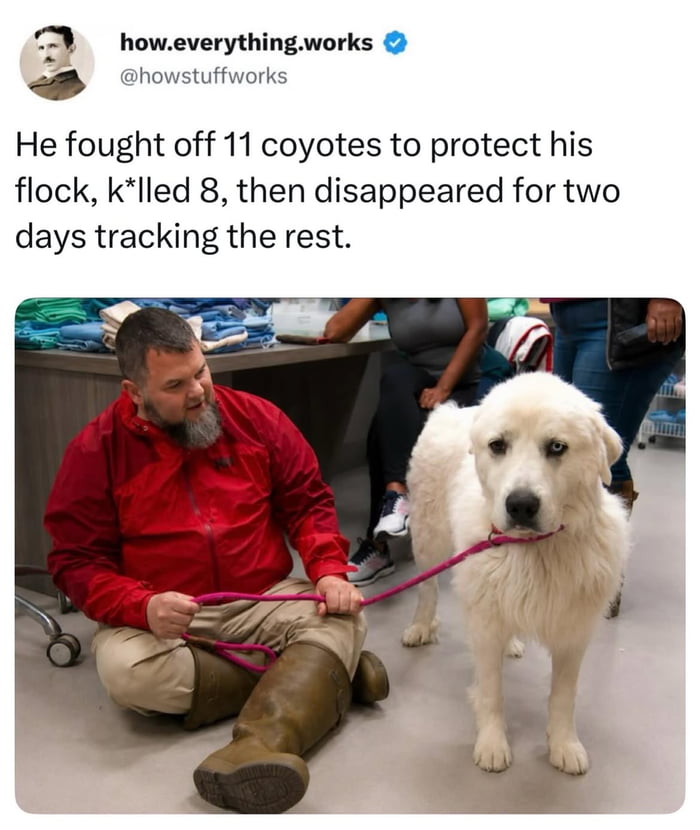 He is a dog of focus