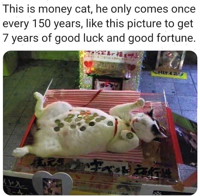 A literal lucky cat