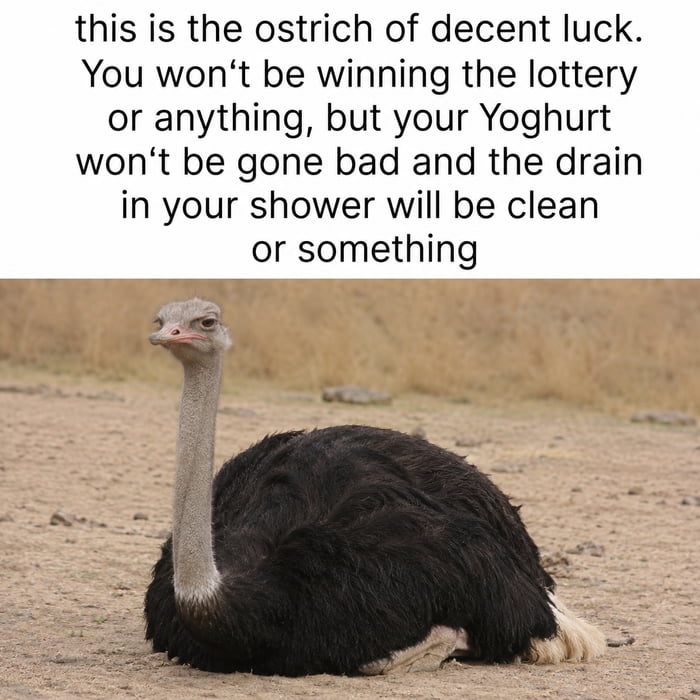 Ostrich ftw