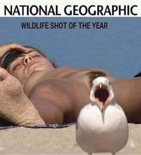 Birb make it better or worse?