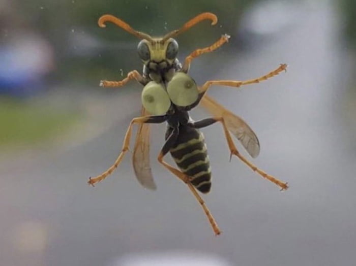 This weird bee just landed on my window