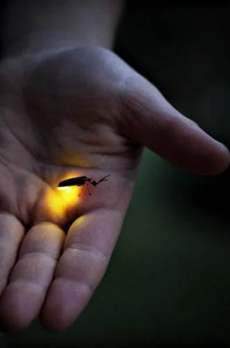 Whatever happened to fireflies? I don’t see them anymore.