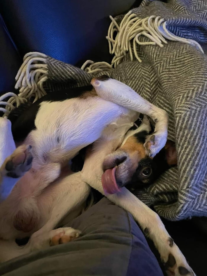 Otto pretending to be a pretzel