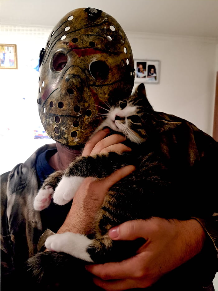 Illegaly smol kitteh