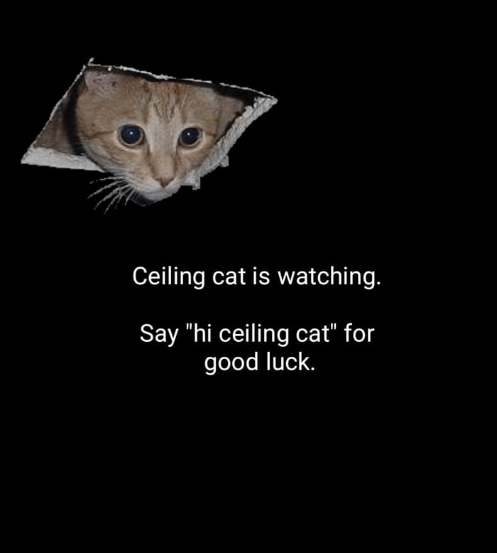 Yo