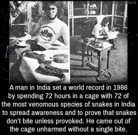 A man spends 72 hours in a cage with most venomous species of snakes