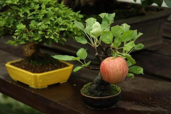 This Bonsai apple tree managed to grow an apple nearly half of its size.