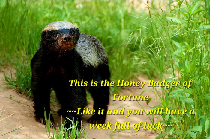 Do the Honey Badger