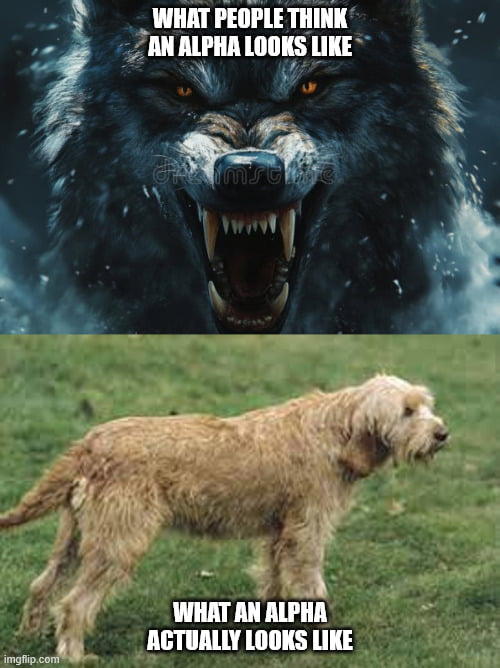 The goodest boi