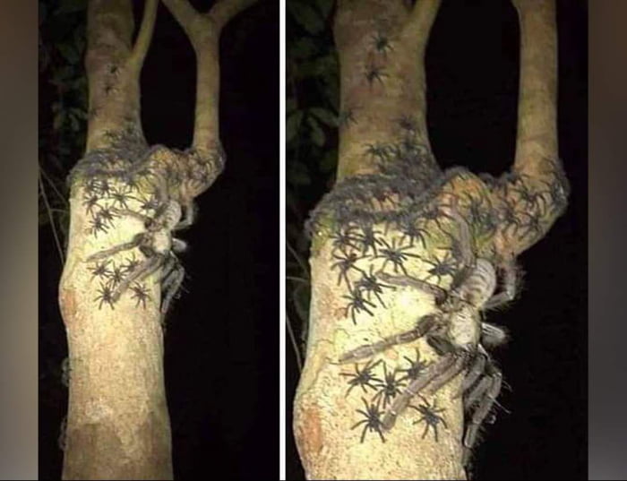 A female omothymus spider spotted in Malaysia