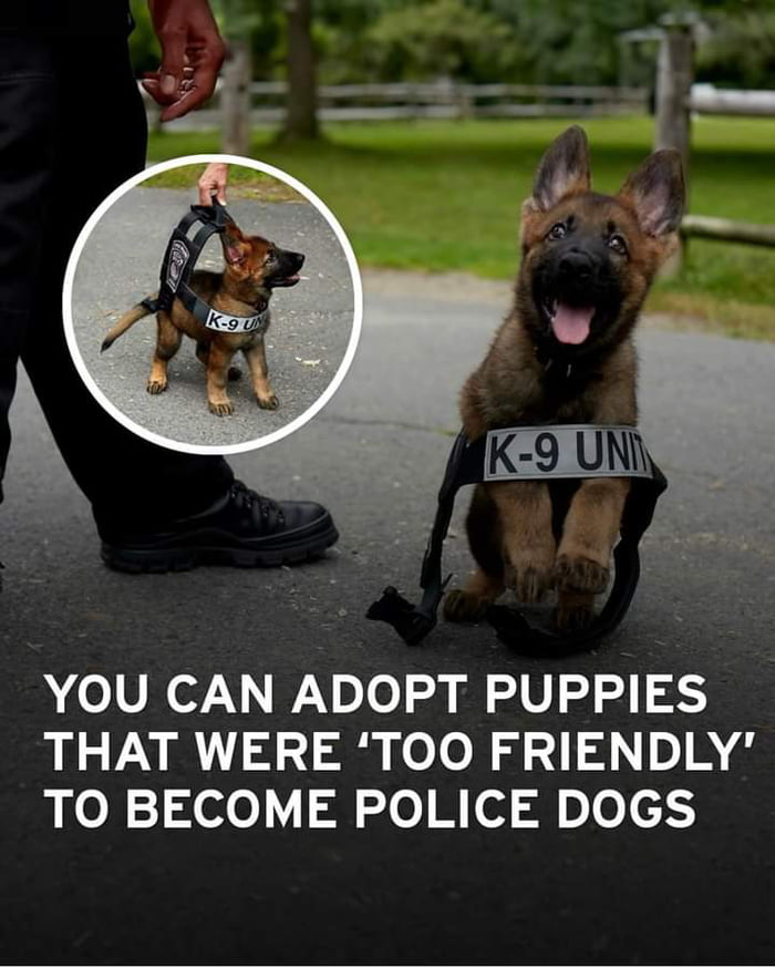 Roses red, Wednesday frogs...