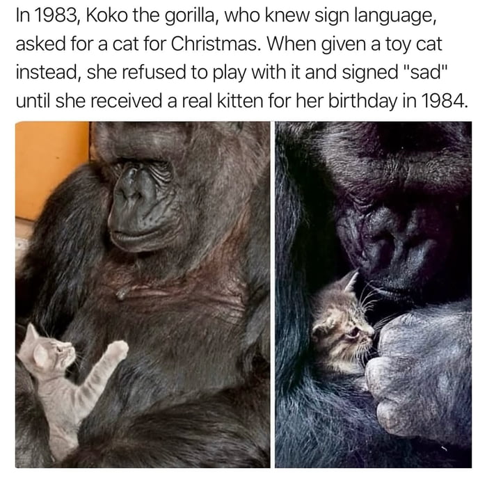 Koko the gorilla and her beloved kitten All Ball