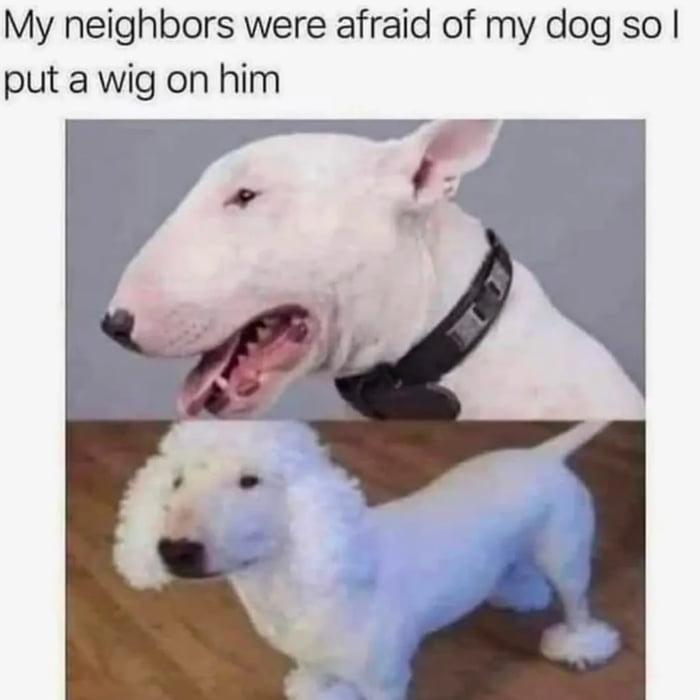 Neighbors afraid of my dog so I put a wig on him. Problem solved
