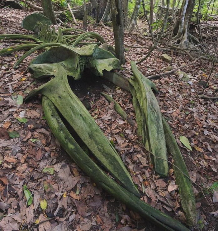 Skeleton of a whale in the middle of the jungle in Costa Rica