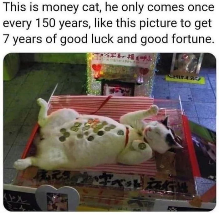 Money cat!