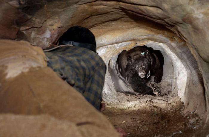 National geographic guys thought that the bear was hibernating, Turns out that they were wrong