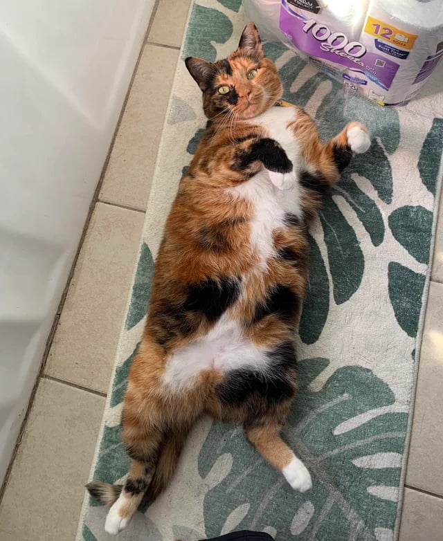 Cat owners KNOW this is a trap