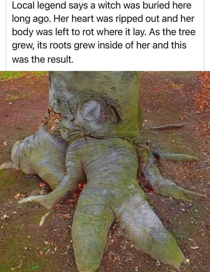 Legend says the witch is still alive. She has taken over a tree and curses everyone who gets too close to the tree
