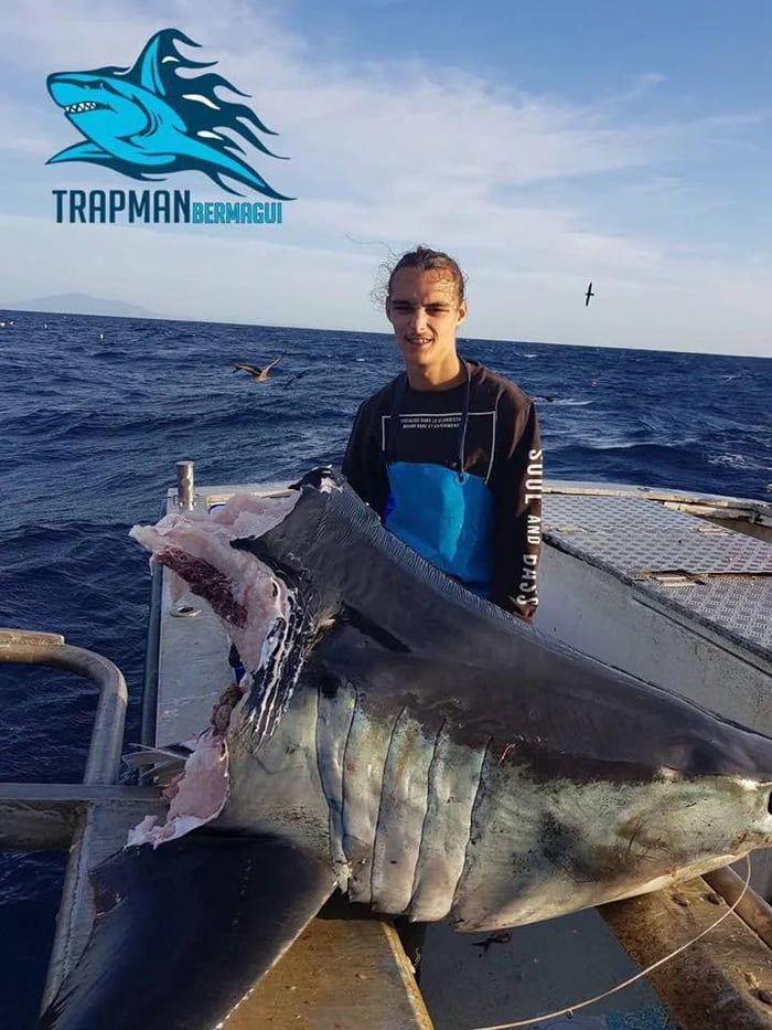 Mako Shark eaten by something HUGE whilst being reeled in, head alone weighed 100kg