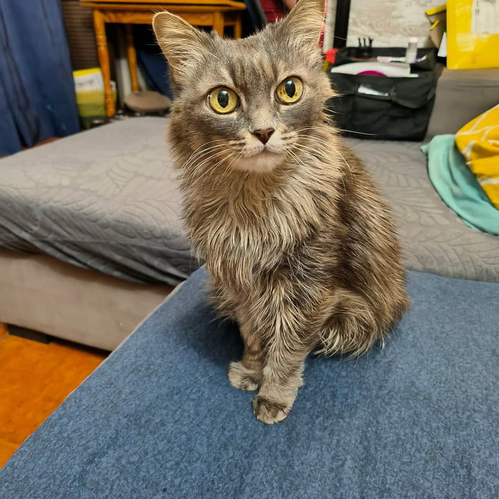 My 14 y o girl felt very tired yesterday and fell asleep in my hands forever. That's her last picture.