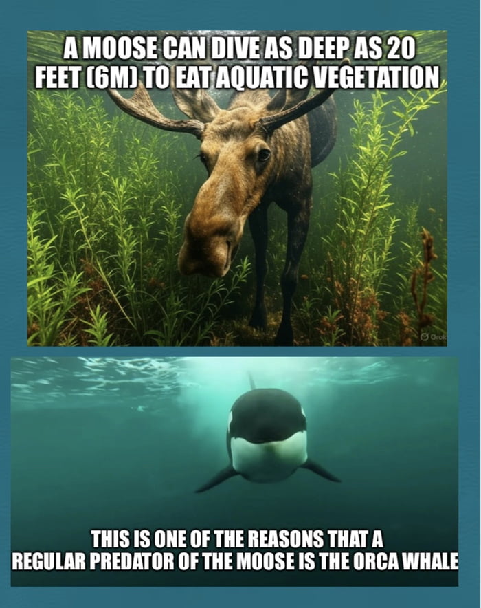 In nature there are no such thing as an easy meal