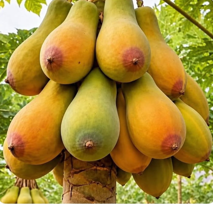 What's the name of this fruit?