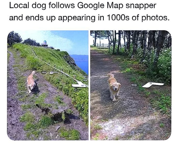 More information of the good boy in comments.