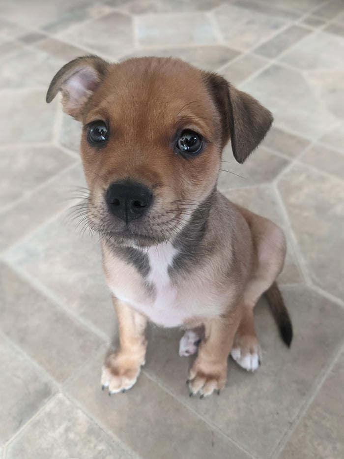 Peef is almost 8 weeks old