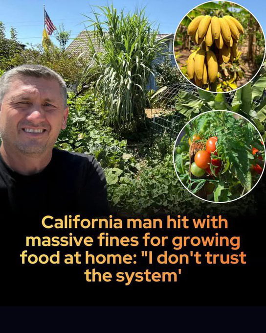 THE SYSTEM