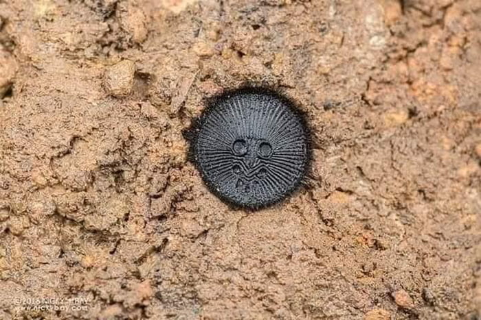 The forbidden oreo