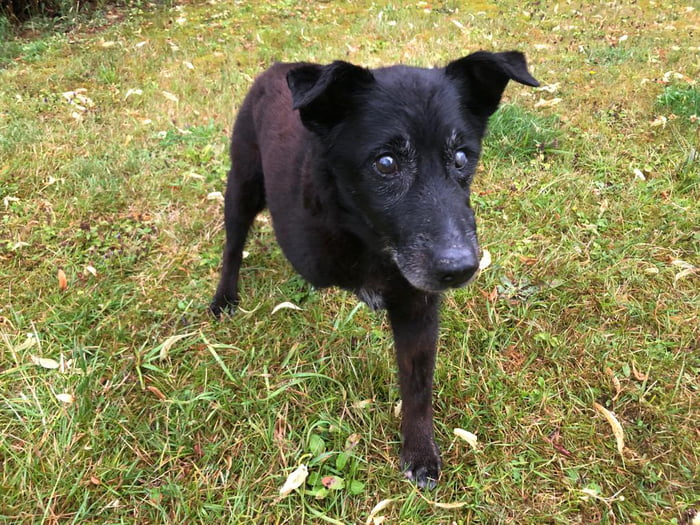 Lost my best friend tonight. R.I.P. Benny. March 2009 - 21.10.2023