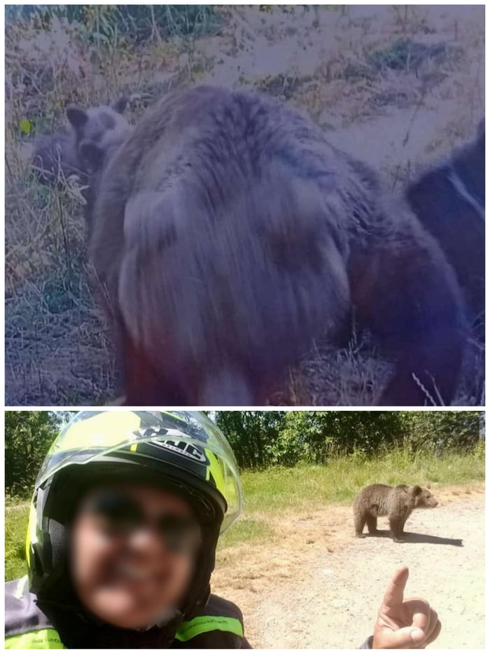 Last photo (top) of an Italian tourist in Romania who was attacked by a bear he was photographing (photo below). He approached within a meter of the bear before it attacked and killed him. The bear was shot dead. It was a female with cubs.