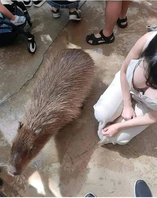 I just realize how big Capybara was, damn