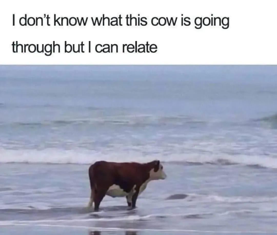Me is cow cow is me.