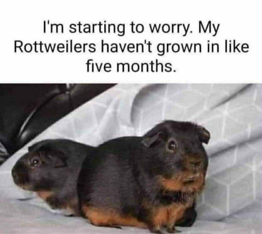 Dunno why they dont bark