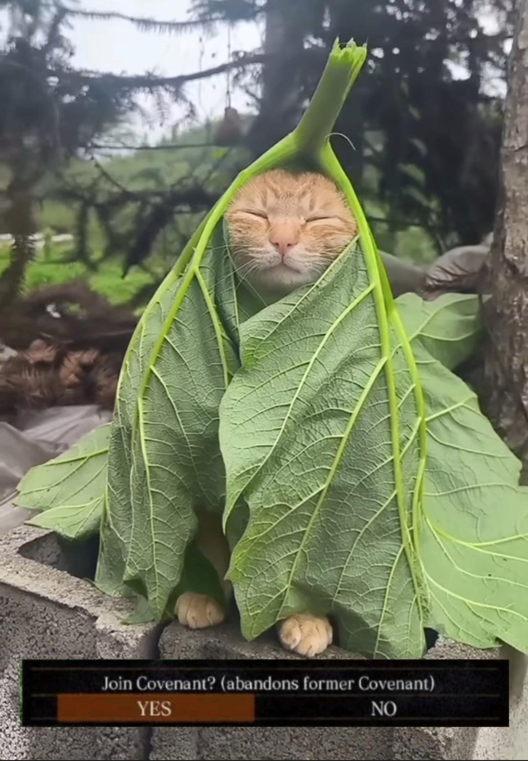 Aslan, the jungle's wise ruler.