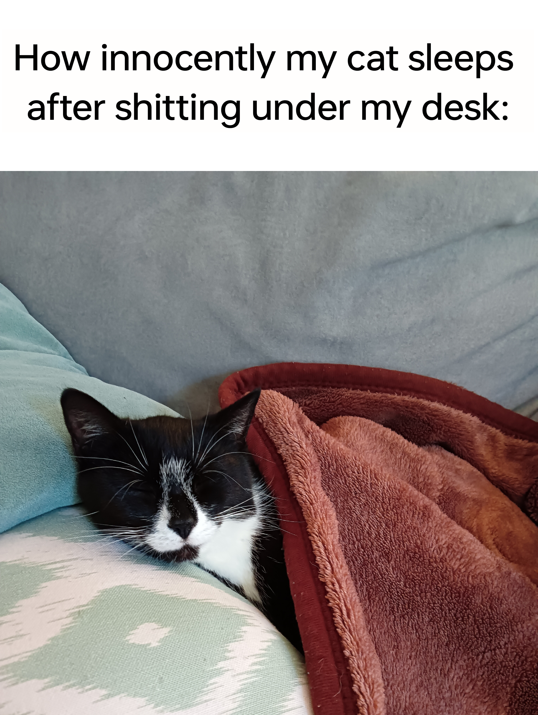 literally my cat💔