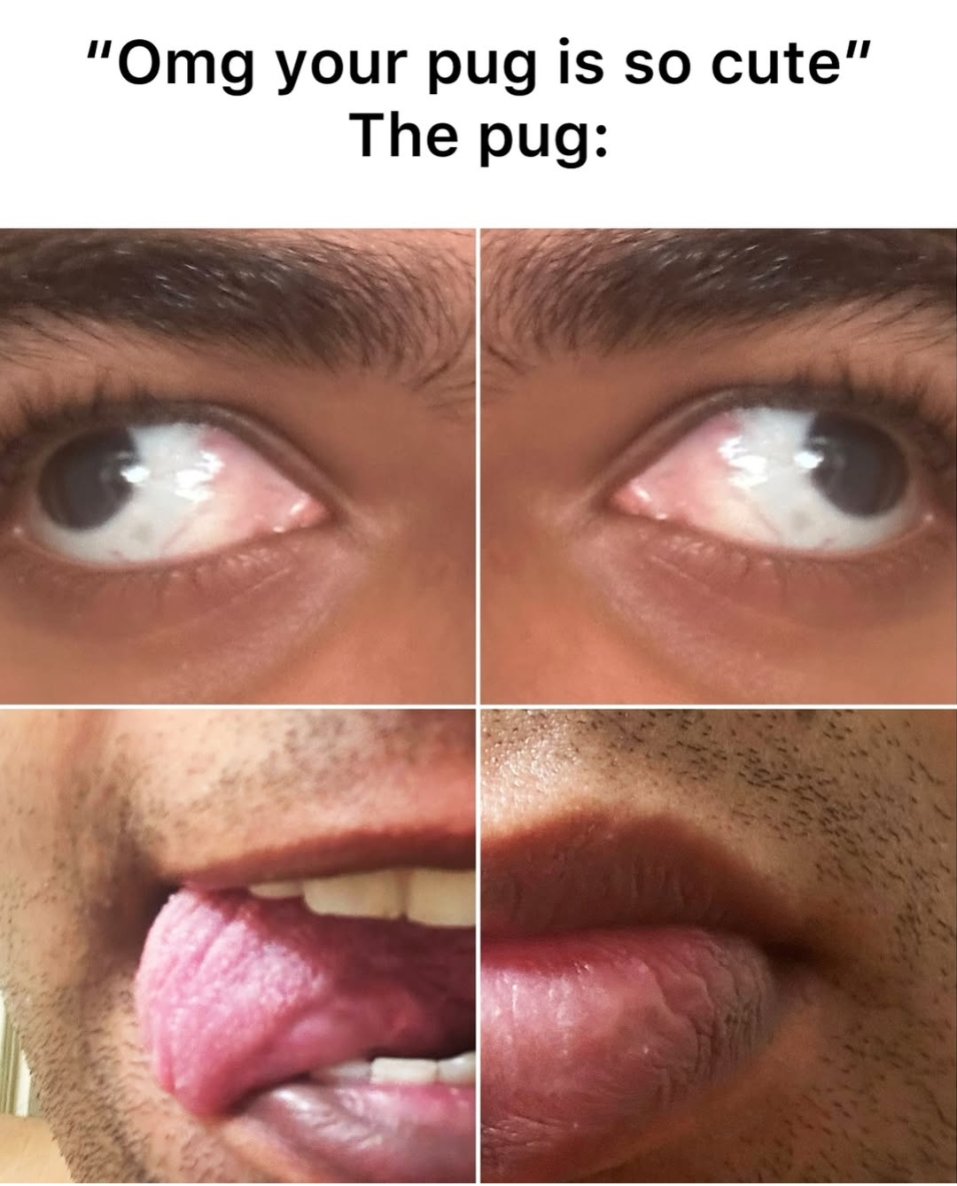 My pug bit me after I showed him this image