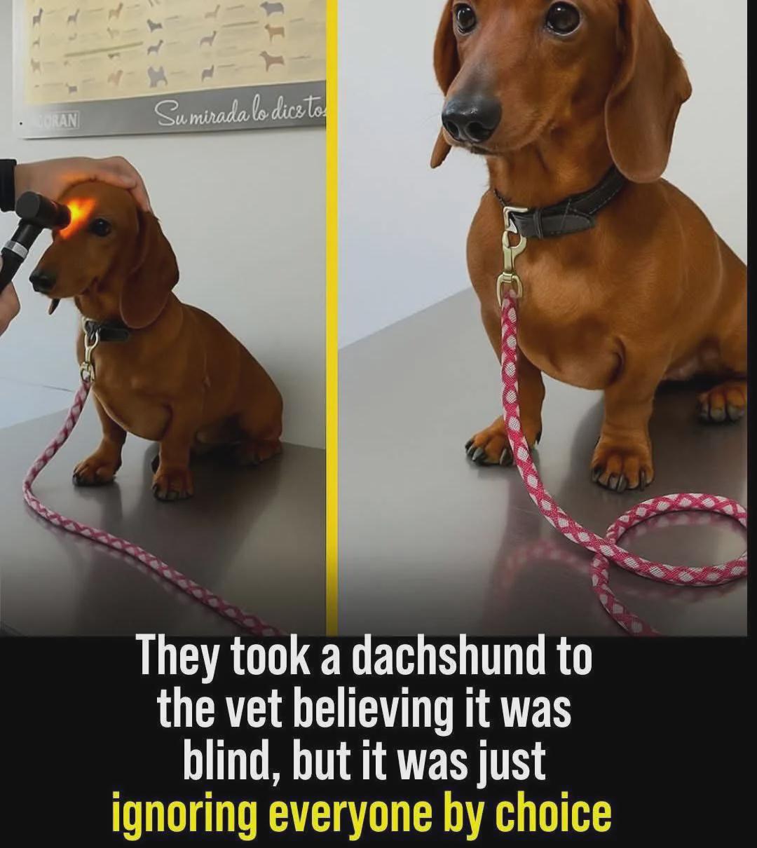 The Dog was just fine