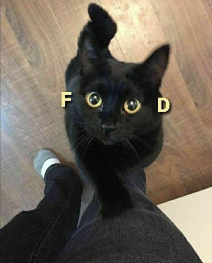 What will it be your highness