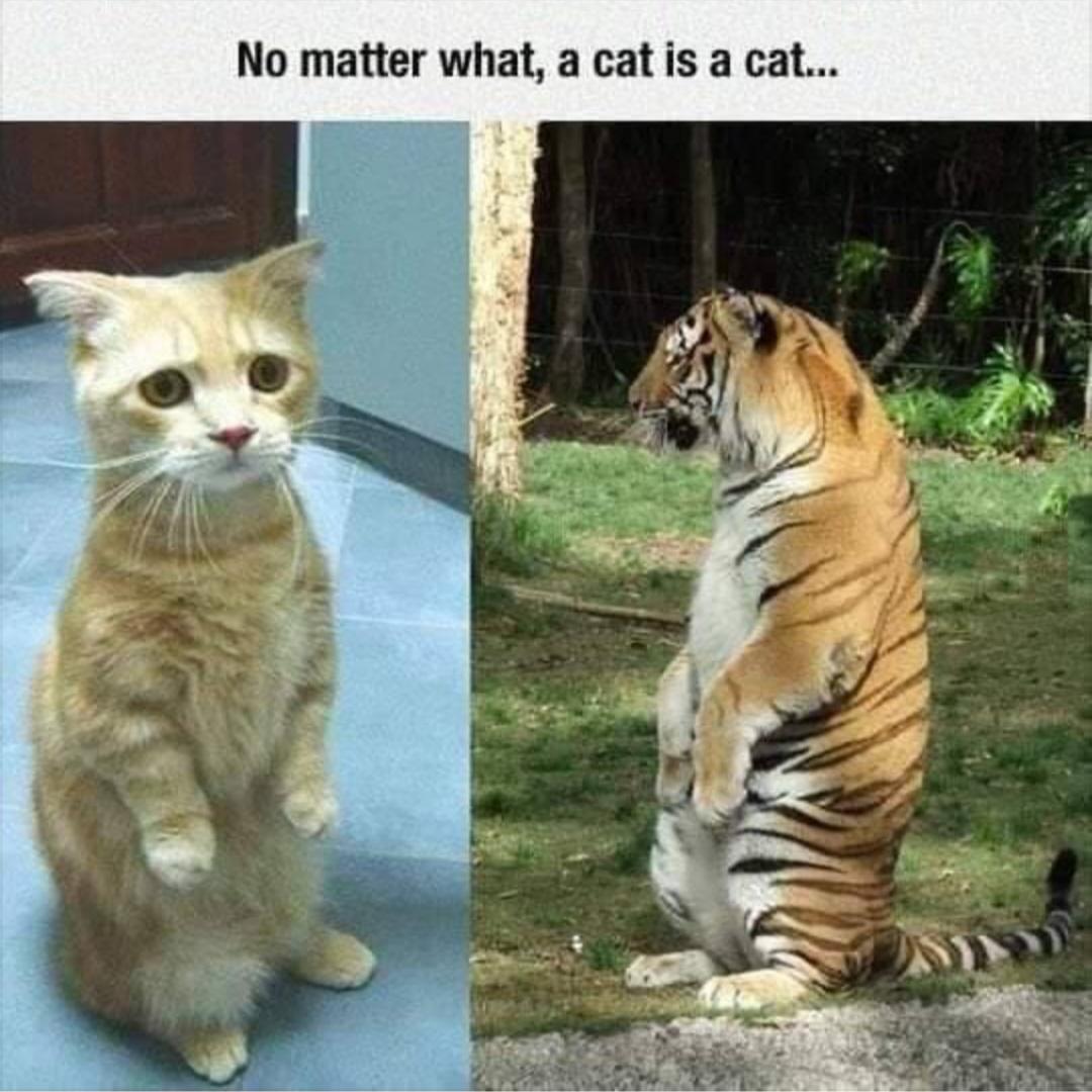 Smoll cat beeg cat