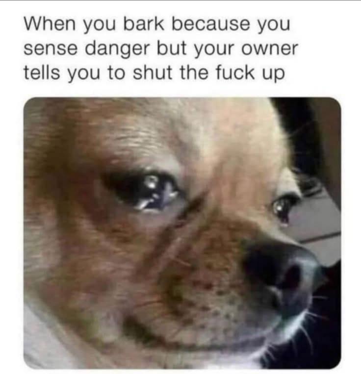 Why you not listen hooman?