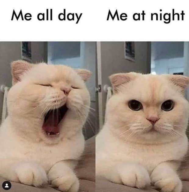 I am literally cat