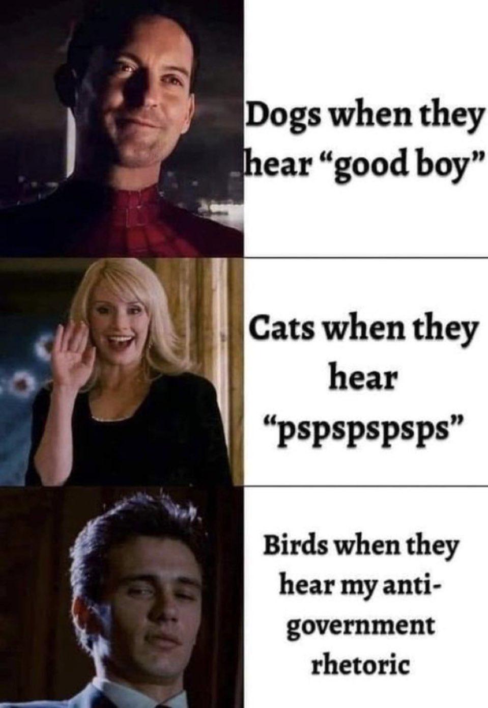 Birds aren´t real