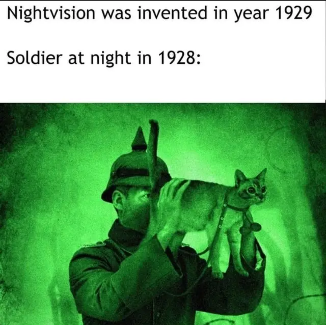 Night cats