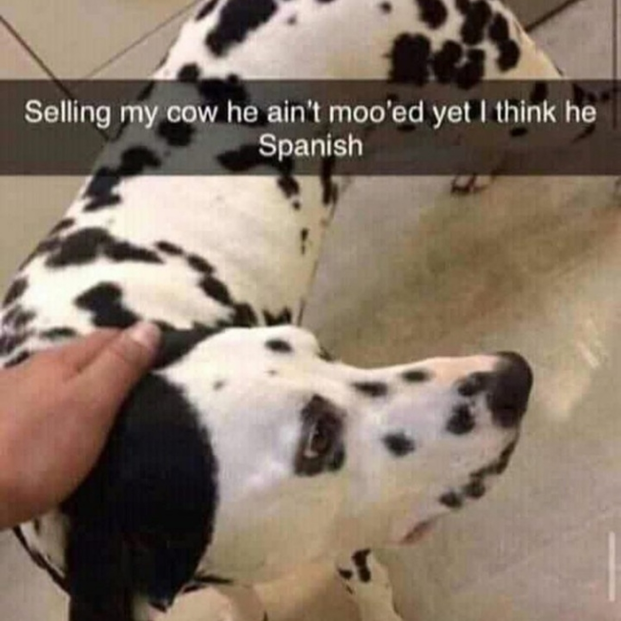 Selling my cow