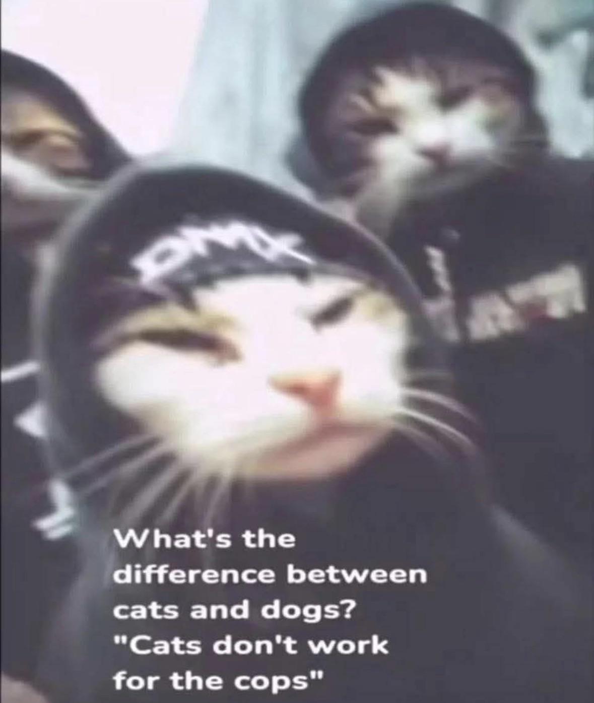 This is why I’m a PussyCat Person…