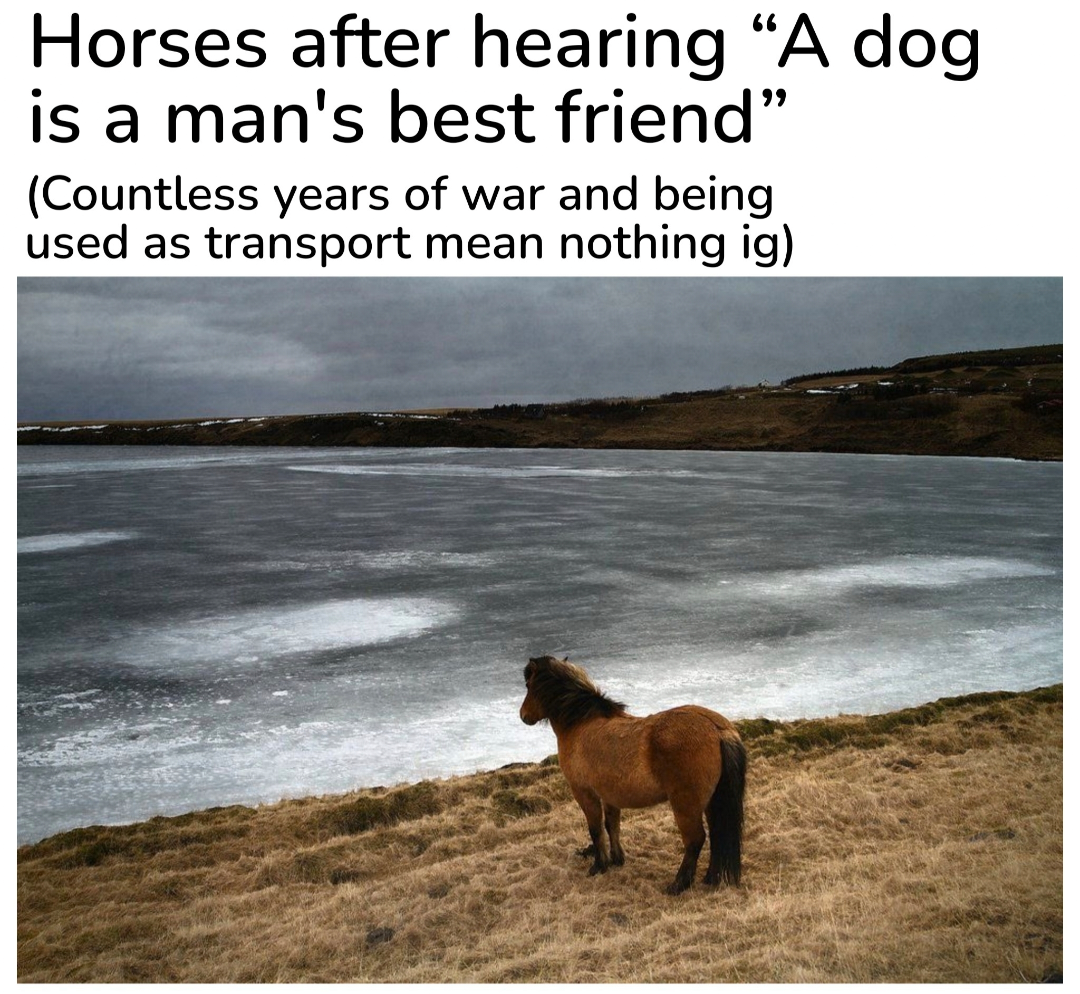 Horses after hearing “A dog is a man's best friend”
