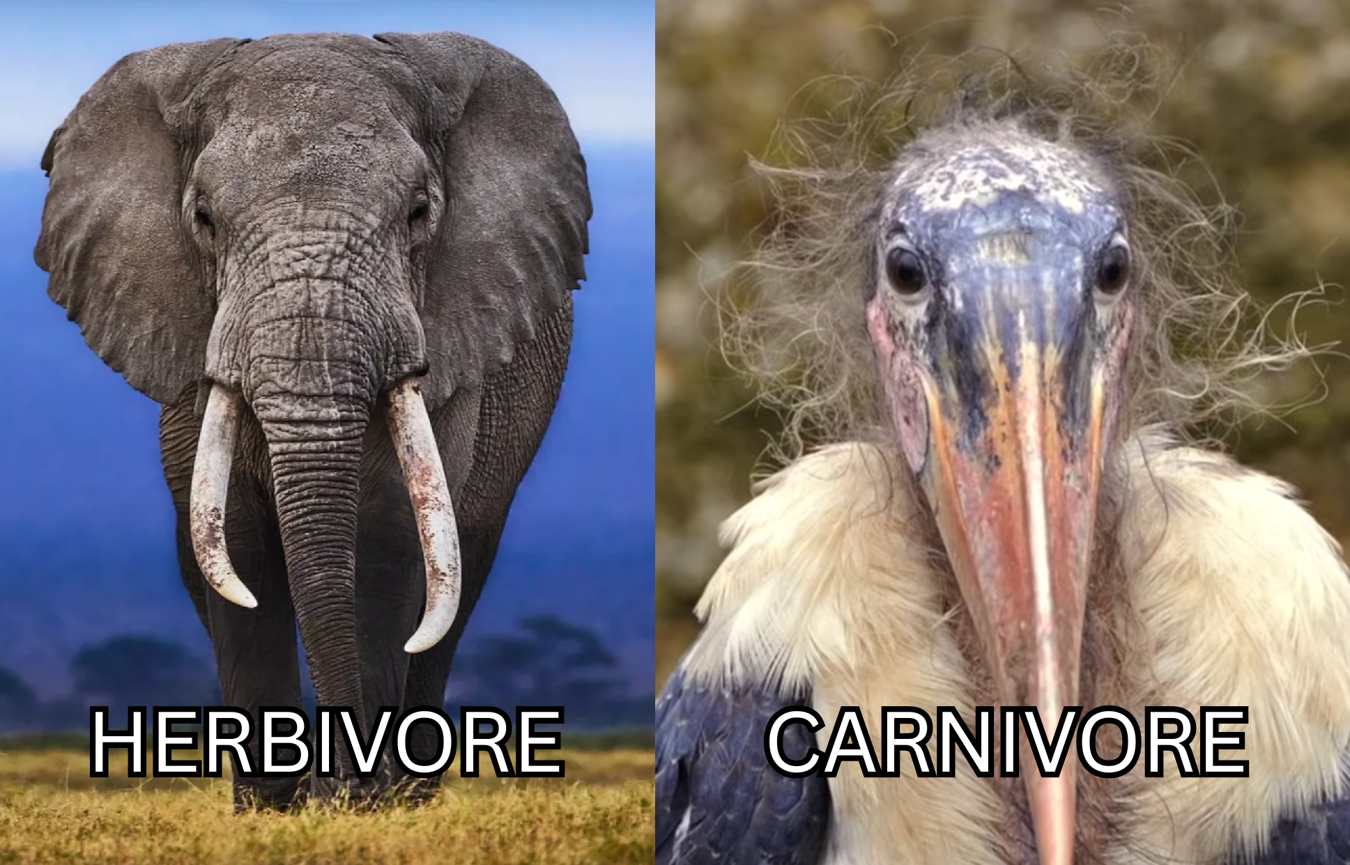 I've seen a few of these herbivore vs carnivore memes so I made my own